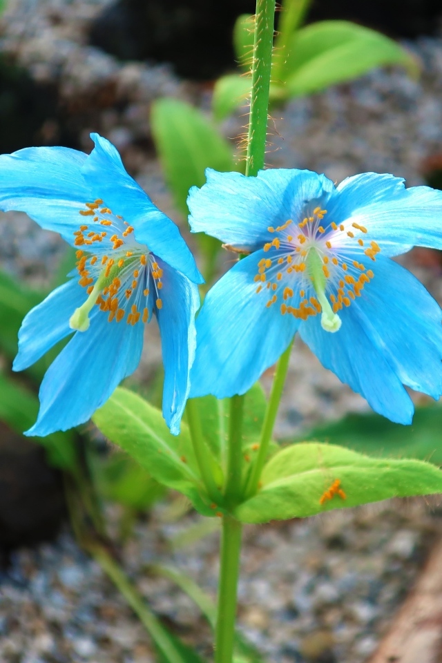 Красивые необычные голубые цветы крупным планом