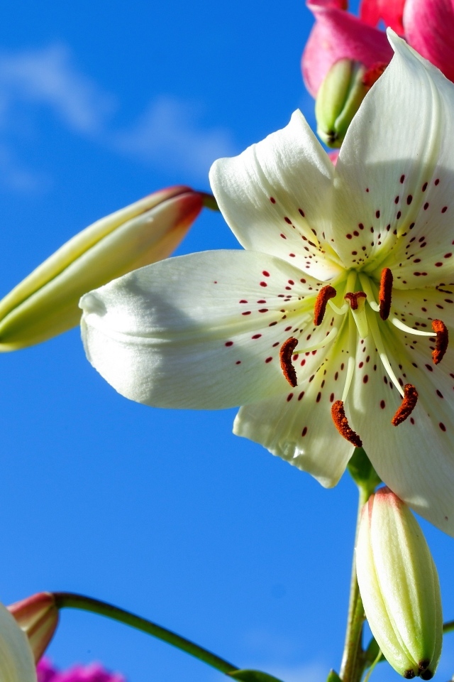 Красивые белые и розовые лилии на фоне голубого неба