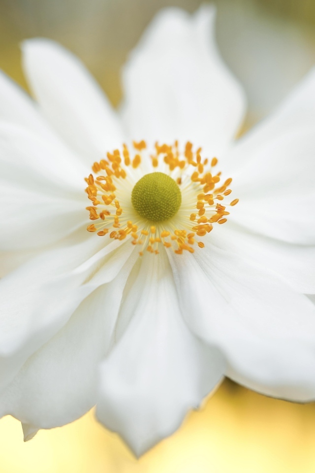 Красивый белый цветок анемоны крупным планом