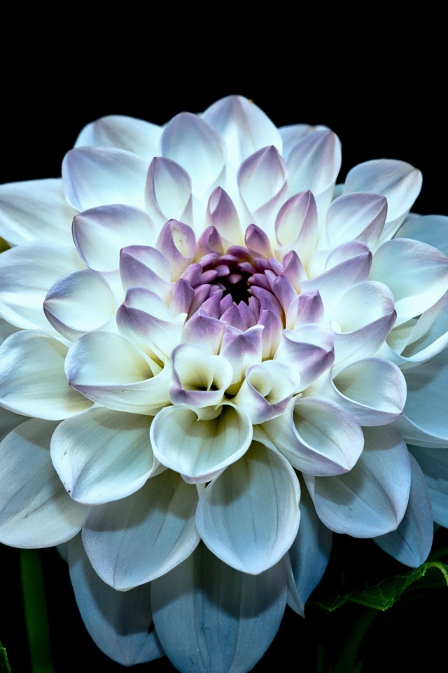 Красивый белый цветок георгина с бутонами на черном фоне