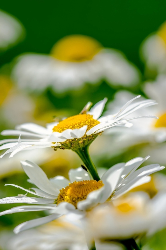 Красивые белые ромашки с желтой серединкой