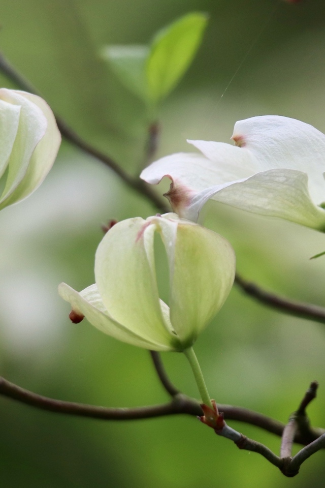 Красивые белые цветы кизила на ветке