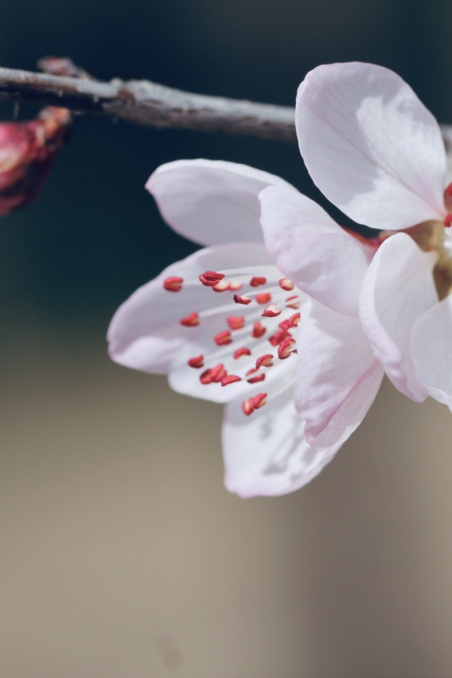 Красивые белые цветы распускаются на ветке весной