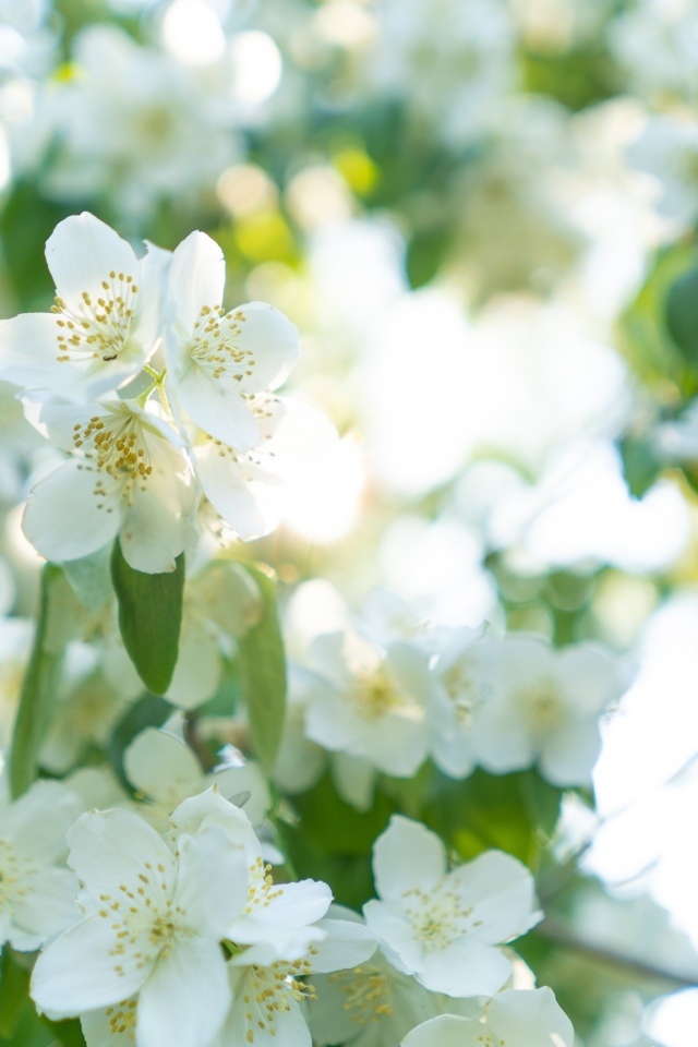 Красивые белые ароматные цветы жасмина