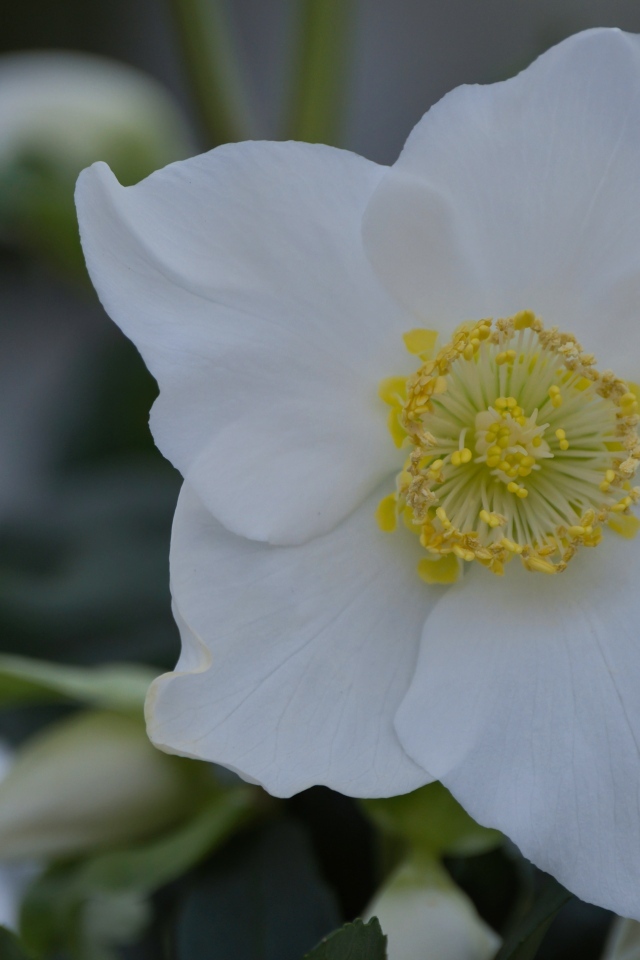 Красивый белый цветок морозник вблизи