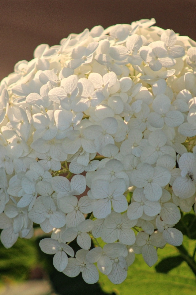 Красивый белый большой цветок гортензии