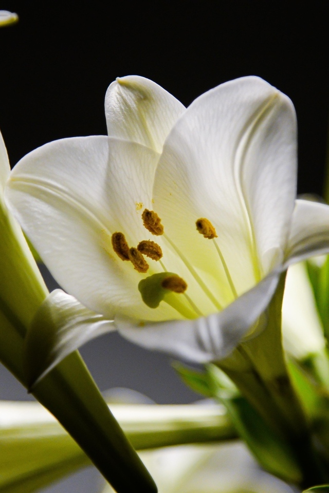 Красивые белые лилии с бутонами крупным планом