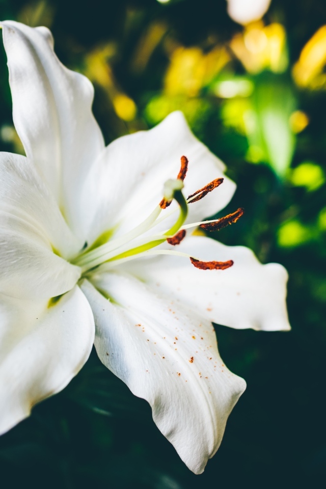 Красивый белый цветок лилии крупным планом