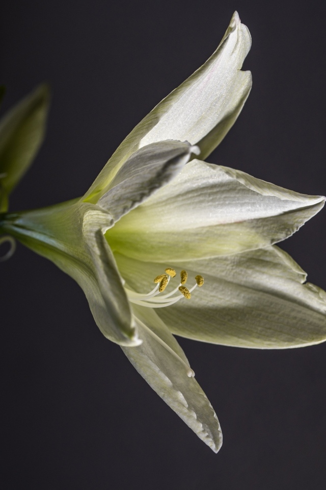 Красивая белая лилия на сером фоне