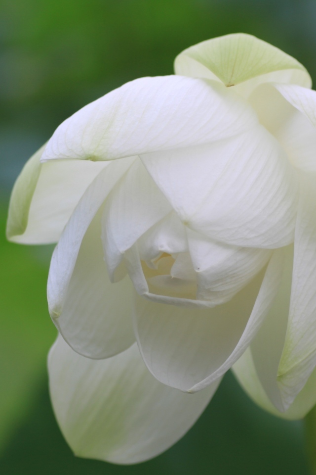 Красивый белый цветок лотоса вблизи