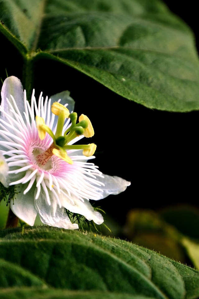 Красивый белый цветок пассифлора в листьях