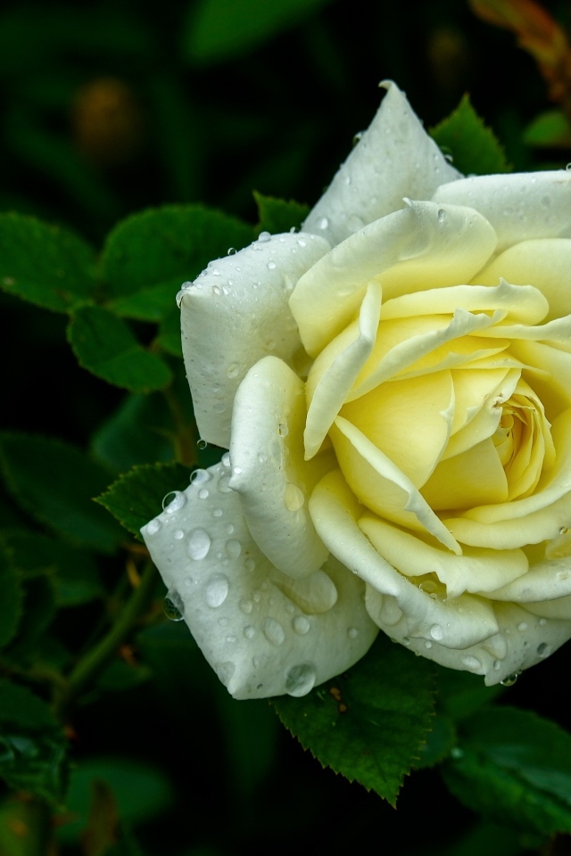 Красивая белая роза в каплях росы на клумбе летом