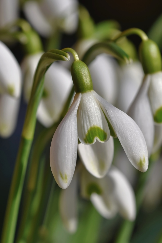Красивые белые весенние цветы подснежники