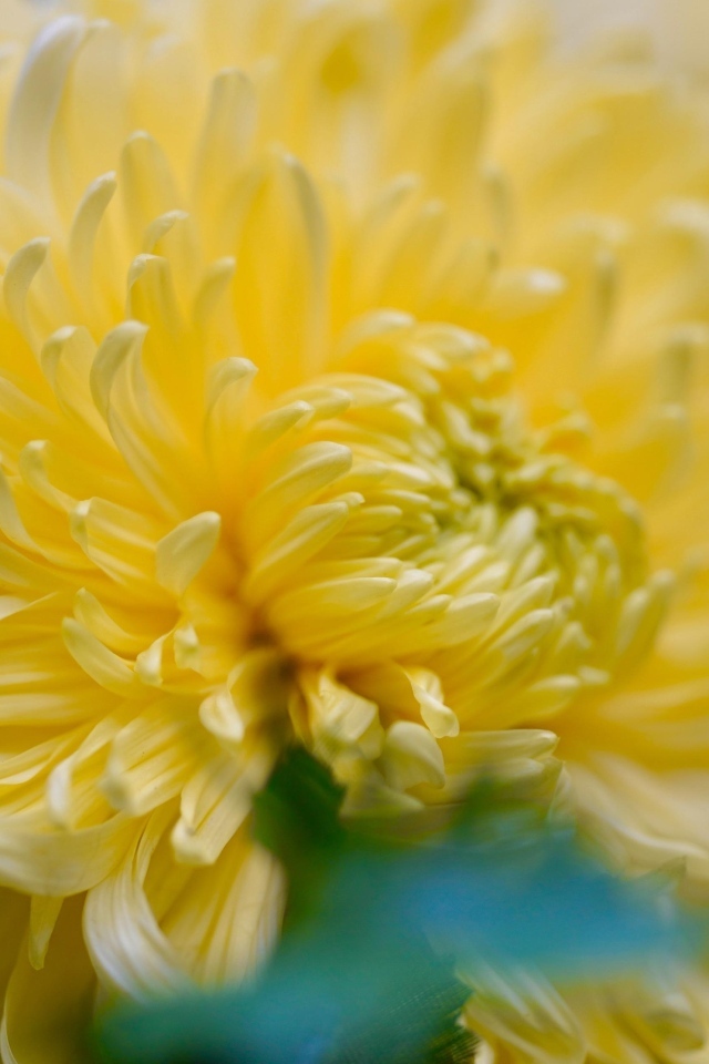 Красивый желтый цветок хризантемы крупным планом