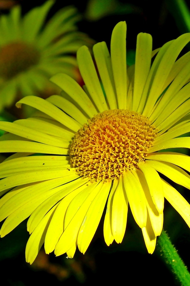 Красивые желтые ромашки вблизи