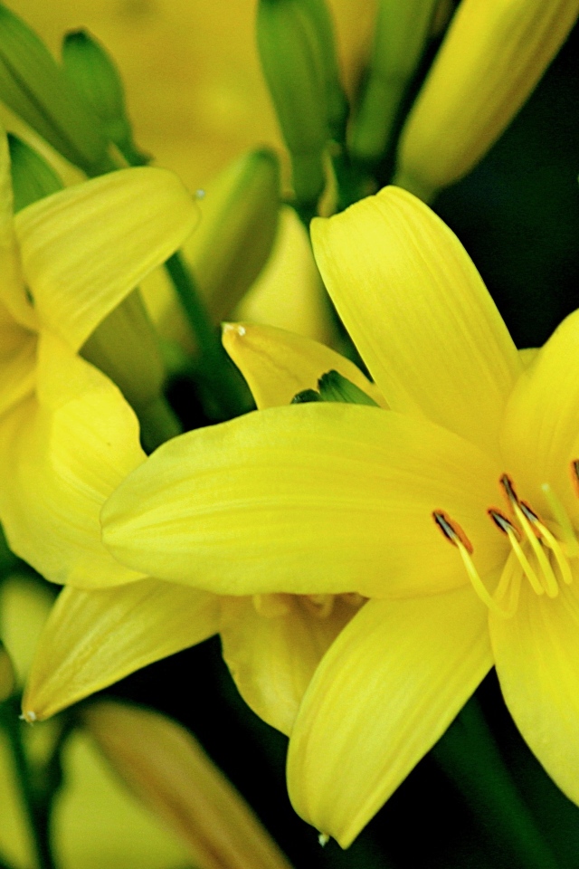 Красивая желтая садовая лилия