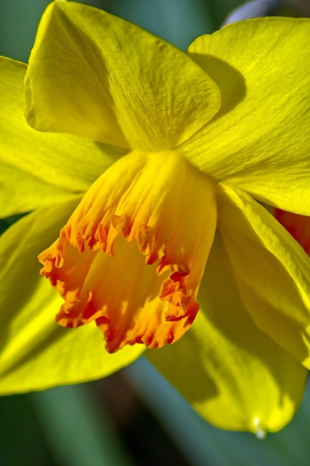 Красивый желтый цветок нарцисса крупным планом