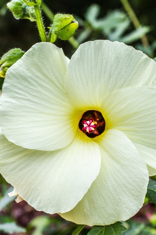 Бежевый цветок гибискуса на клумбе