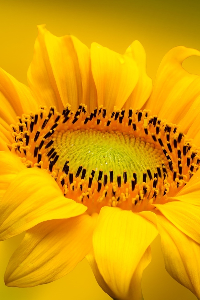 Большой красивый желтый подсолнух крупным планом