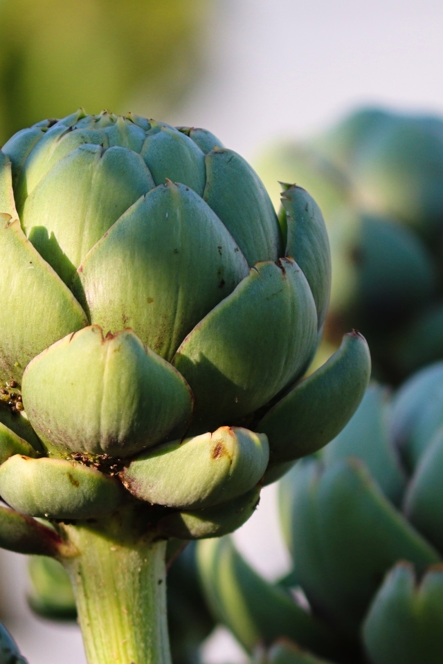 Большой зеленый артишок крупным планом