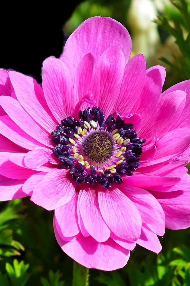 Большой розовый цветок анемоны крупным планом