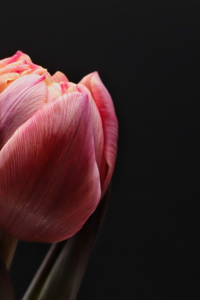 Большой розовый тюльпан на черном фоне