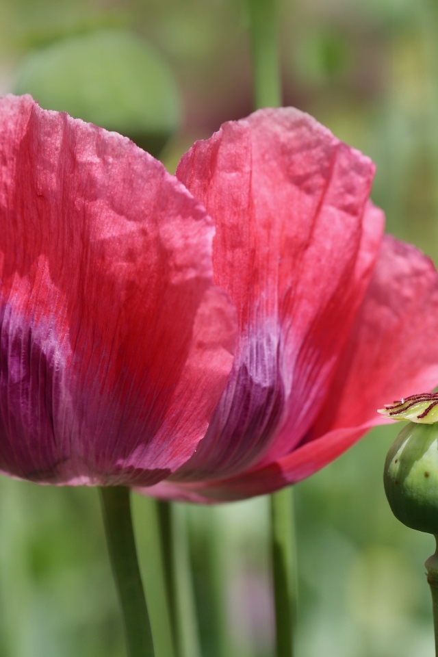 Большой красный мак крупным планом
