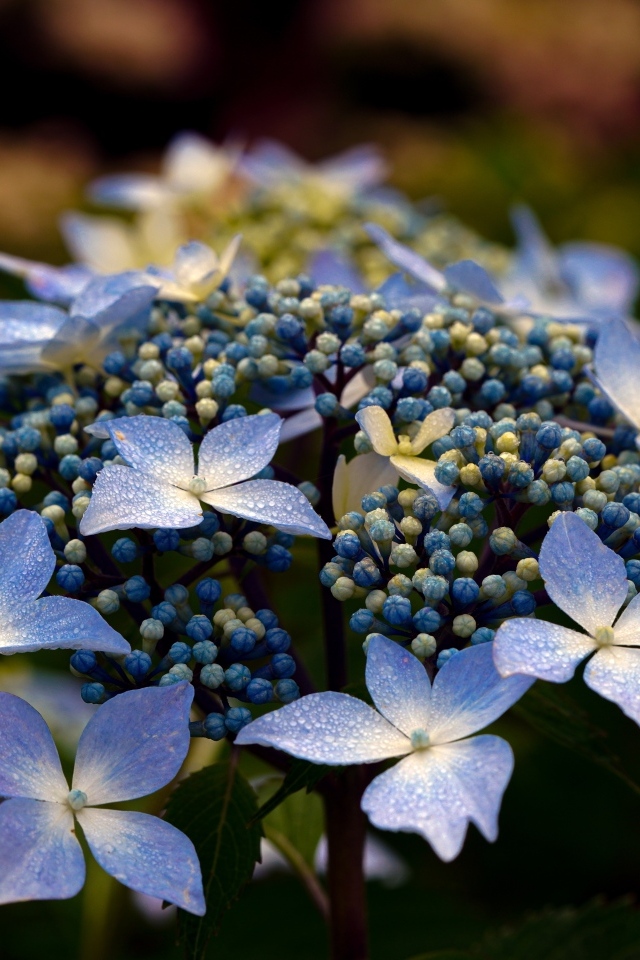 Распускающийся цветок гортензии