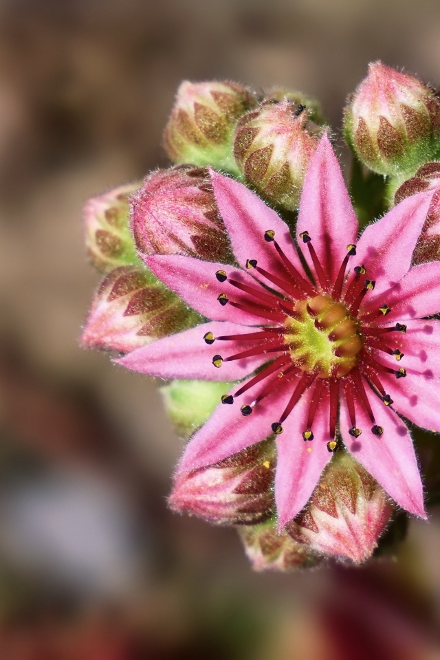 Цветущий розовый цветок молодило 