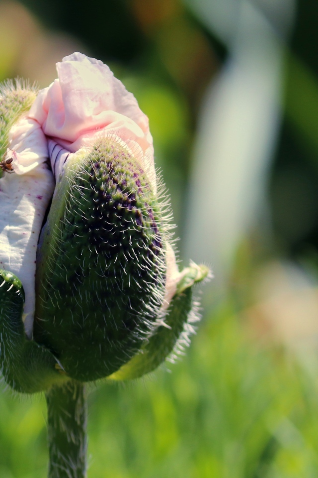 Распускающийся розовый цветок мака