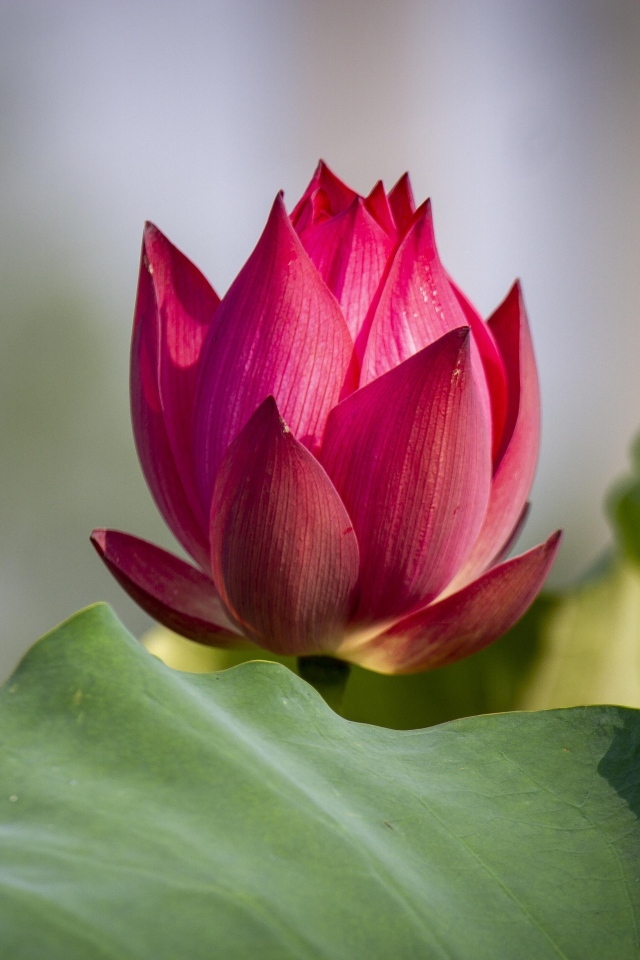 Распускающийся красный цветок лотоса с зелеными листьями