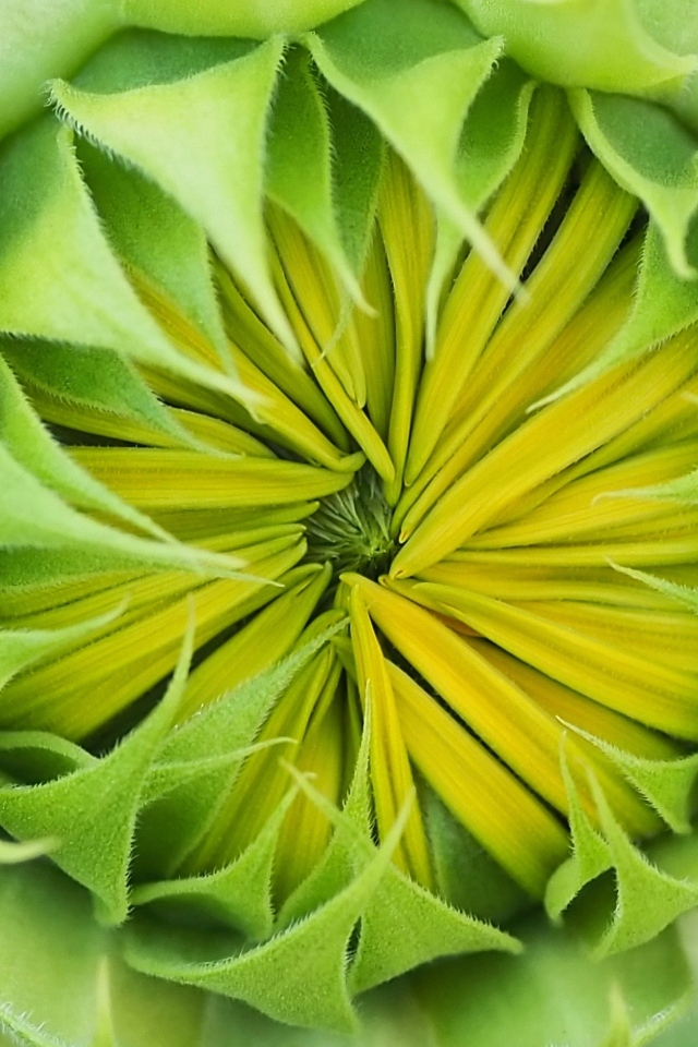 Распускающийся цветок подсолнуха