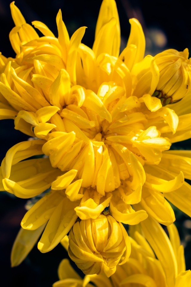 Распускающаяся желтая хризантема вблизи