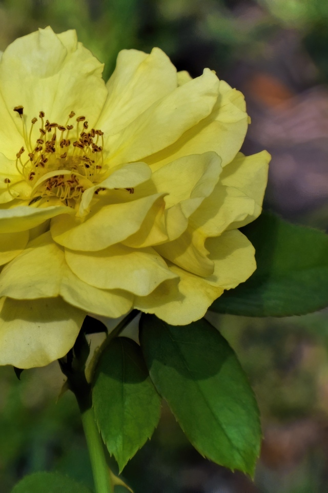 Отцветающая желтая роза в саду