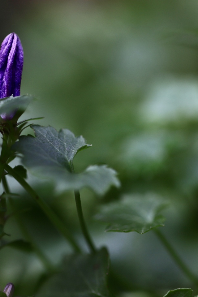 Распускающийся синий цветок колокольчика