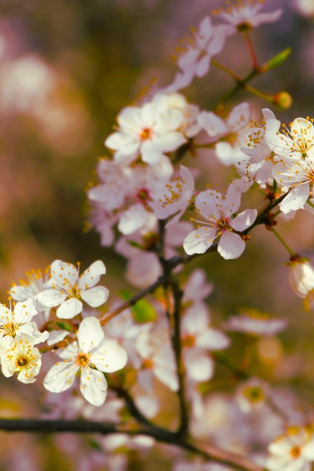 Цветущие ветки вишни весной в лучах солнца