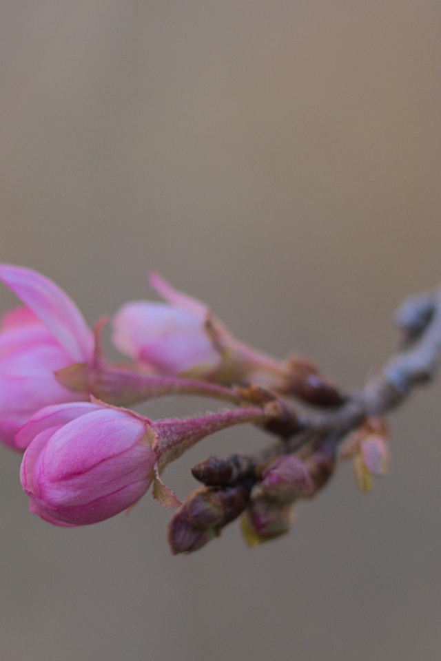 Распускающиеся цветы на ветке дерева