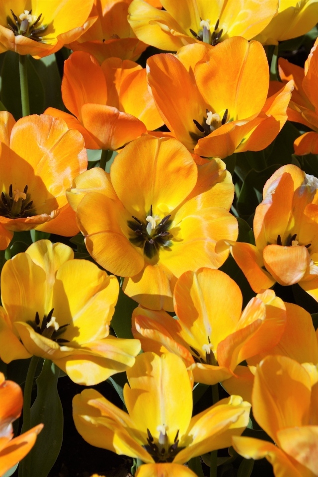 Распустившиеся оранжевые тюльпаны на клумбе