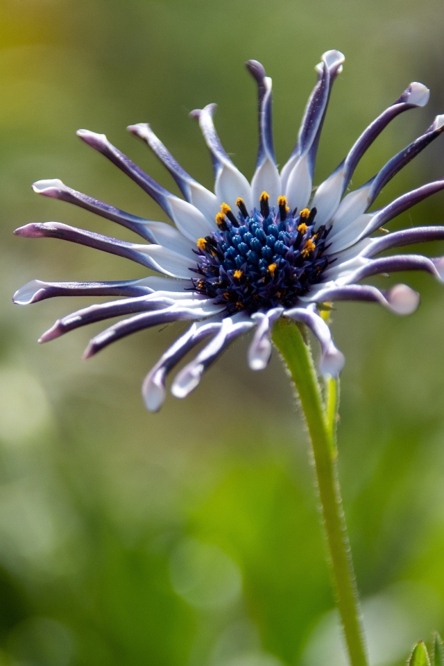 Распускающийся цветок остеоспермум