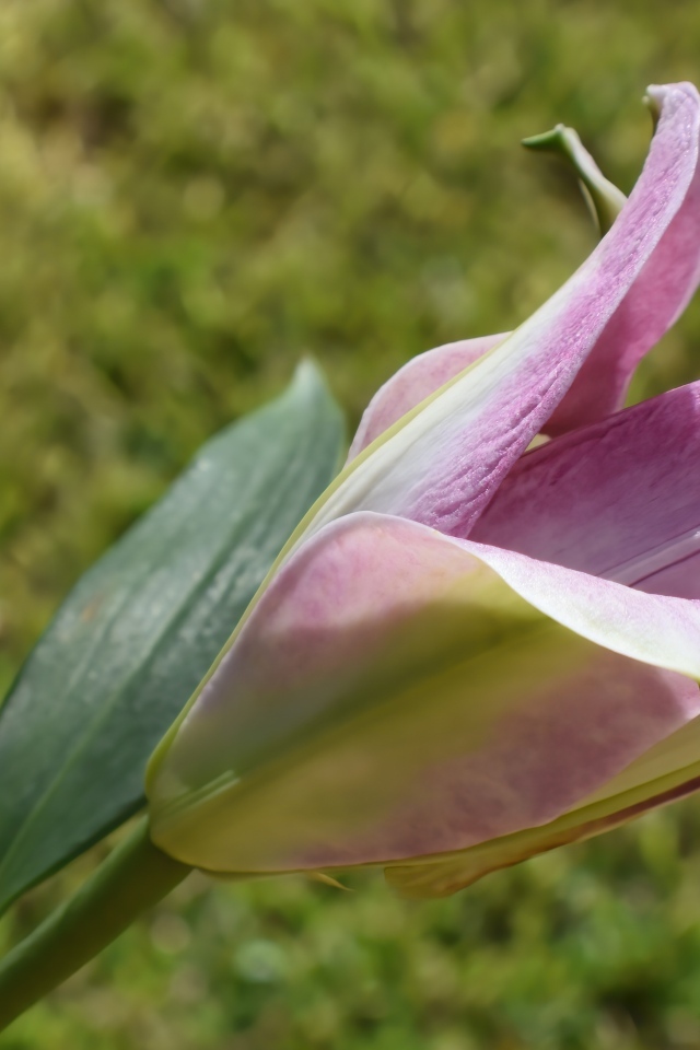 Распускающийся цветок розовой лилии