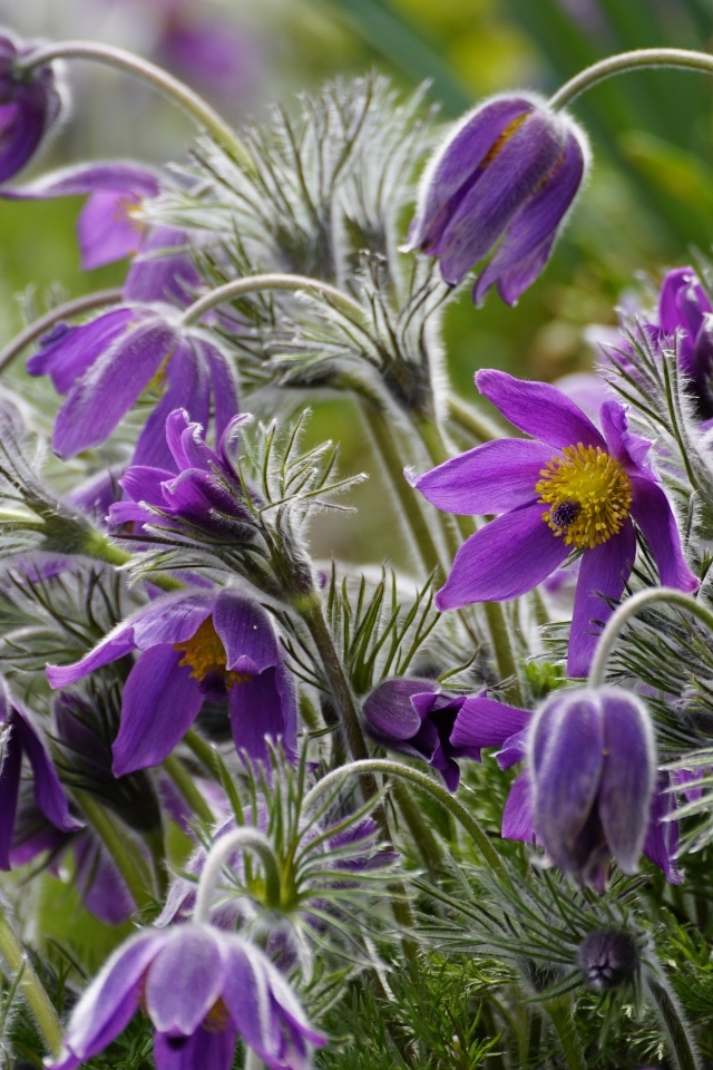 Синие цветы полевого прострела