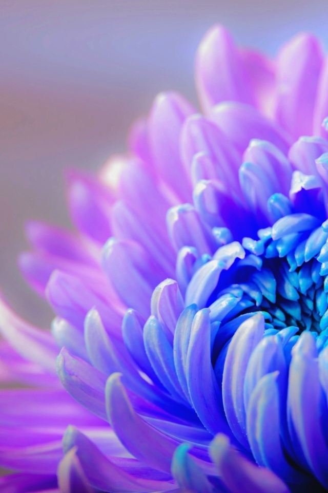 Голубой с розовым цветок хризантемы