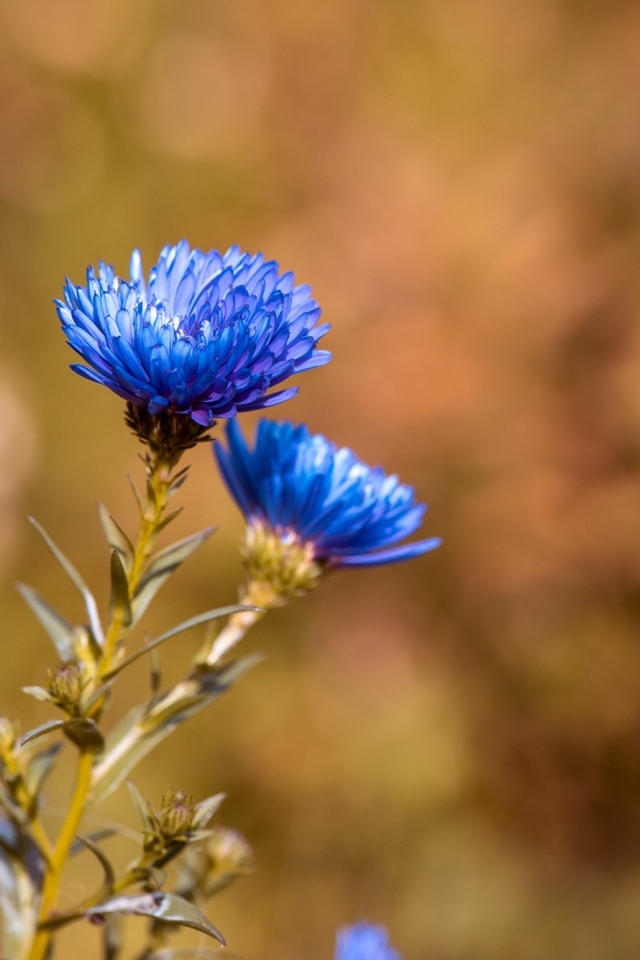 Синий осенний цветок сентябринка