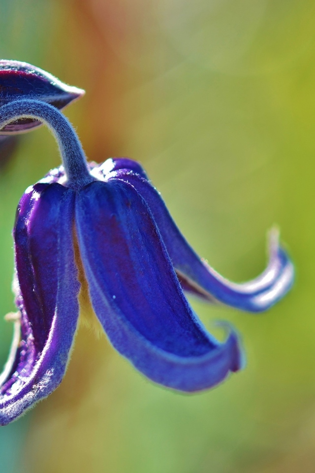 Синий цветок колокольчика крупным планом