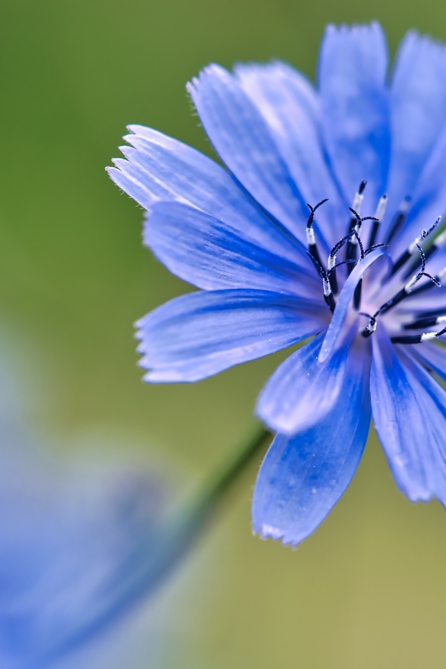 Синий цветок цикория крупным планом