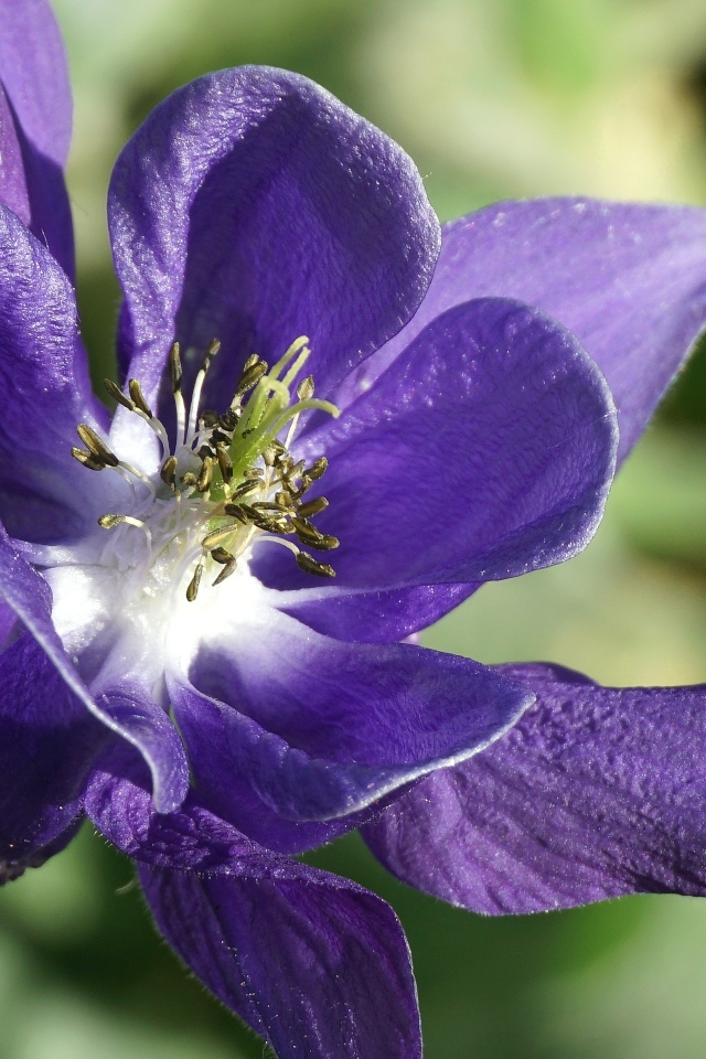 Синий цветок водосбора крупным планом