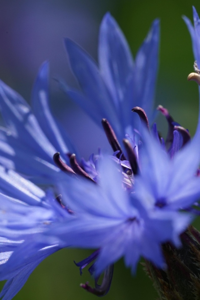 Цветок синего василька вблизи