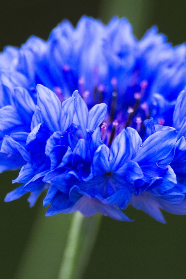 Синий цветок василька крупным планом