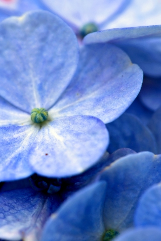 Голубые нежные цветы гортензии крупным планом