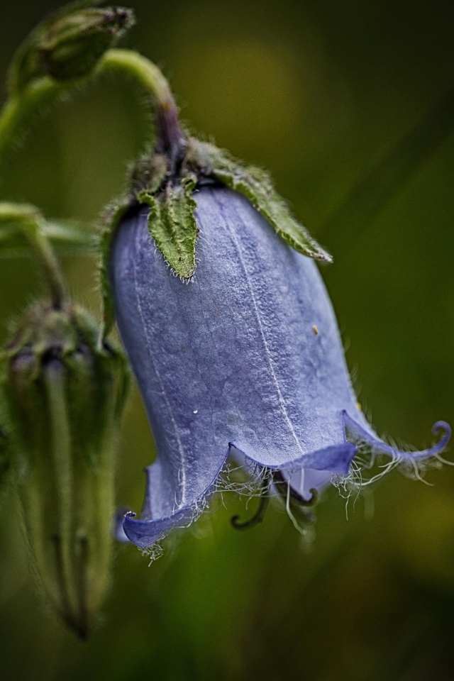 Синий опустившийся цветок колокольчика